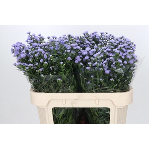 Aster Baby Blue