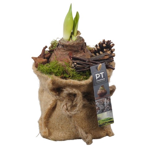 <h4>PTAA7563 Arrangementen Hippeastrum</h4>