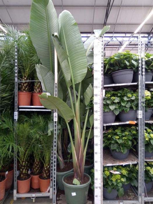 <h4>Strelitzia nicolai</h4>