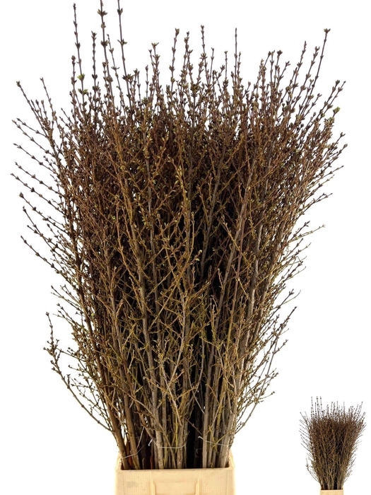 <h4>FORSY I SPECTABILIS</h4>