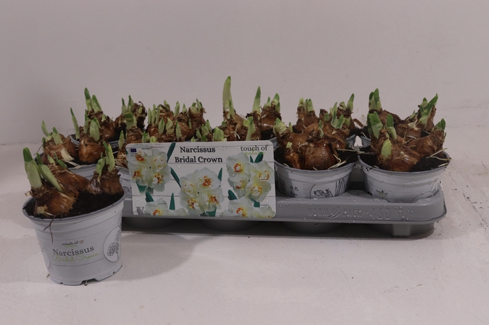 <h4>NARCISSUS BRIDAL CROWN P12</h4>