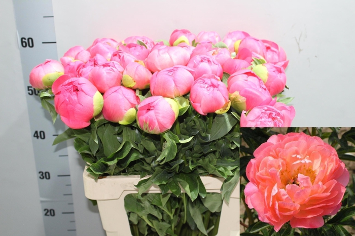 <h4>PAEO CORAL SUNSET</h4>