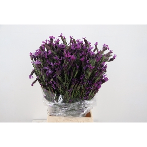 LAVANDULA STOECHAS