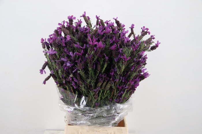 <h4>LAVANDULA STOECHAS</h4>