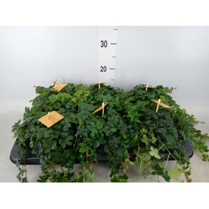 Parthenocissus inserta