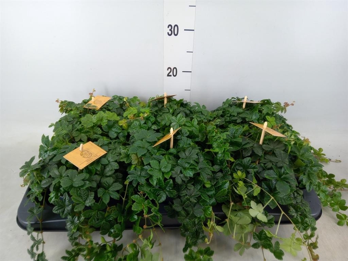 <h4>Parthenocissus inserta</h4>