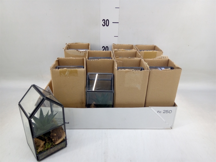 <h4>Arr.   Kamerplant Groen L%</h4>