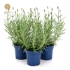 Lavandula Felice