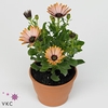 Osteospermum  'Margarita Sunset'