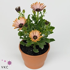 Osteospermum  'Margarita Sunset'