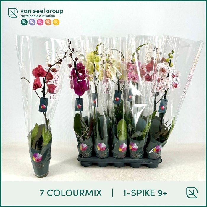 <h4>PHAL GEM</h4>