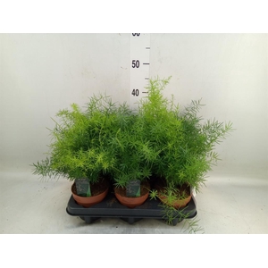 Asparagus dens. 'Mazeppa'