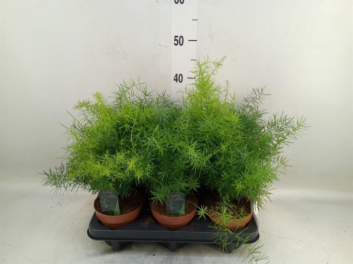 <h4>Asparagus dens. 'Mazeppa'</h4>