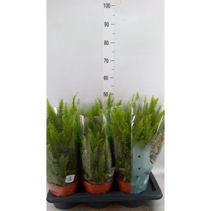 Nephrolepis exal. 'Green Lady'