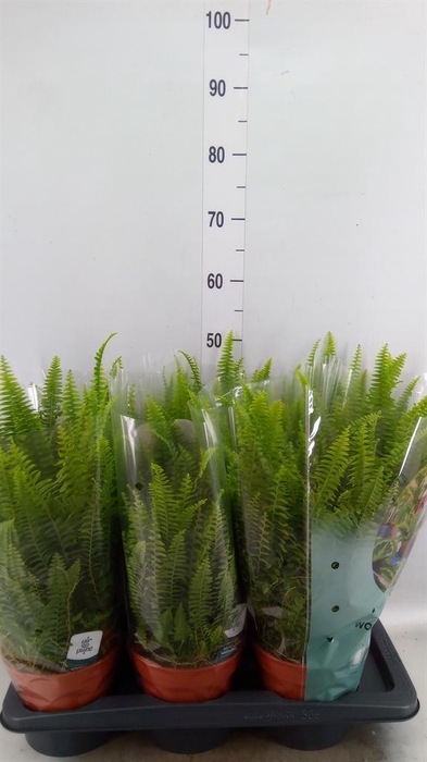 <h4>Nephrolepis exal. 'Green Lady'</h4>