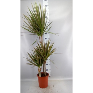 Dracaena marg. 'Bicolor'