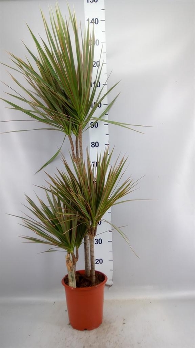 <h4>Dracaena marg. 'Bicolor'</h4>