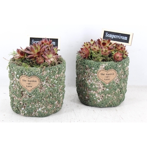 arr4 Semp JS - Ker. potje grof 236/6