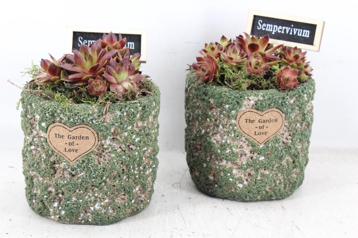 <h4>arr4 Semp JS - Ker. potje grof 236/6</h4>