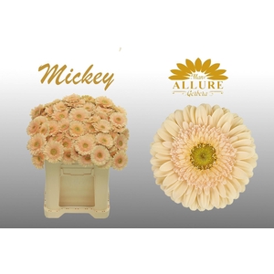 Gerbera mini 'Mickey' fust 555
