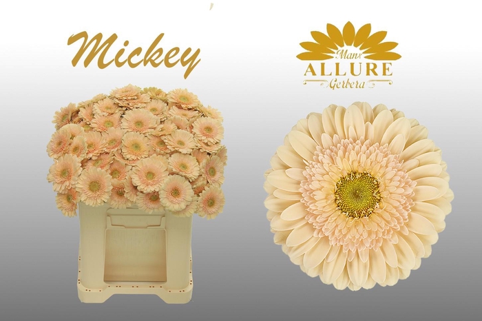 <h4>Gerbera mini 'Mickey' fust 555</h4>