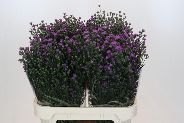 <h4>Aster Baby Pink</h4>