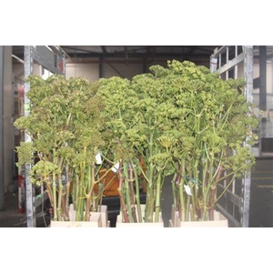 Ferule Zaaddoos 150cm Per Stem