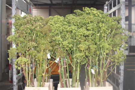 <h4>Ferule Zaaddoos 150cm Per Stem</h4>