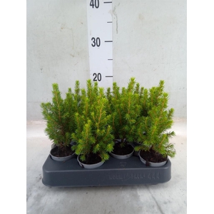 Picea glauca 'Conica'