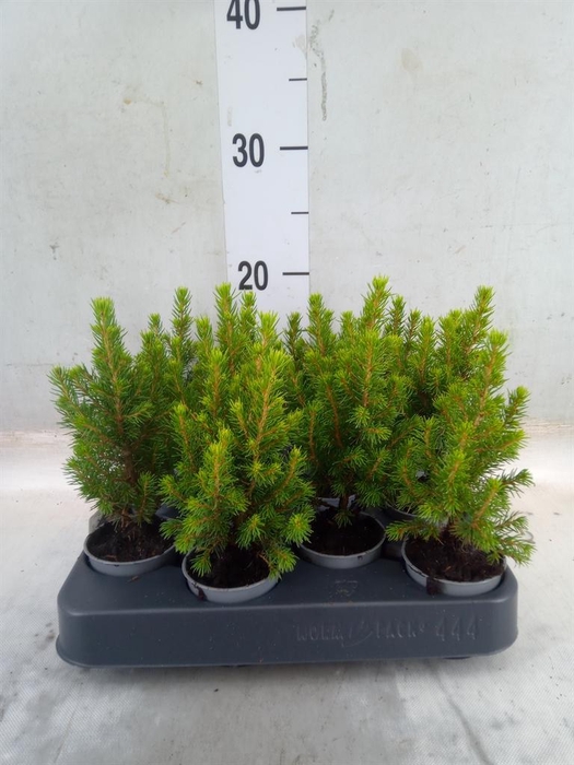 <h4>Picea glauca 'Conica'</h4>