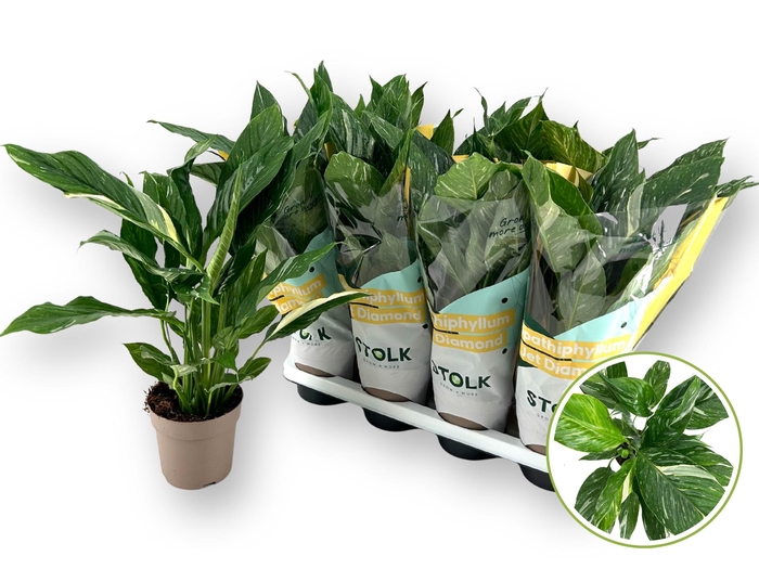 <h4>SPATH DIAMOND</h4>