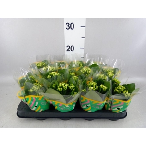 Kalanchoe blos. 'Calandiva Whites'