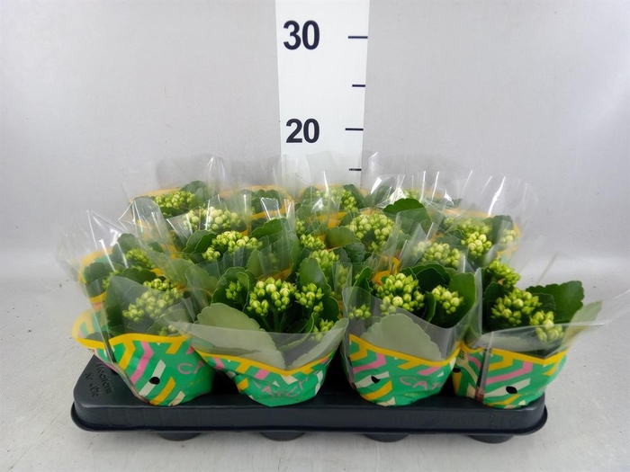 <h4>Kalanchoe blos. 'Calandiva Whites'</h4>