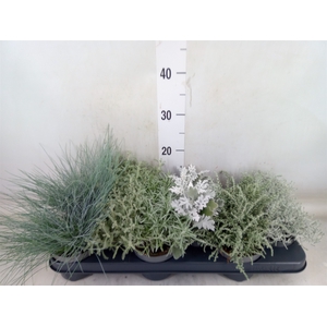 Perkplanten   ...mix gray leaved