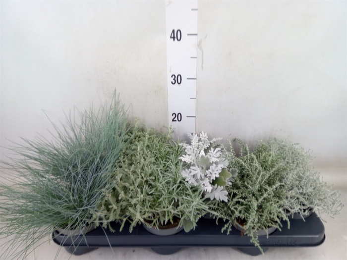 <h4>Perkplanten   ...mix gray leaved</h4>