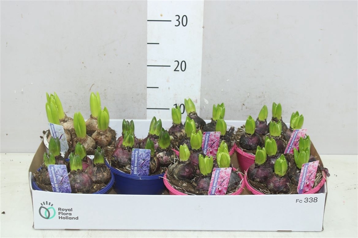 <h4>Hyacinthus Gemengd 7pp Schaaltje Color</h4>