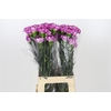 Dianthus St Royal Damascus