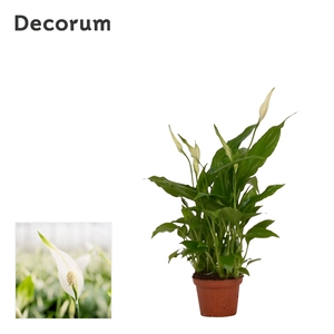 Spathiphyllum 6,5 cm Chopin Decorum