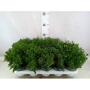 Aster n-b 'Starletta' ..mix