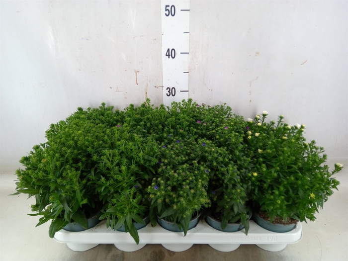<h4>Aster n-b 'Starletta' ..mix</h4>
