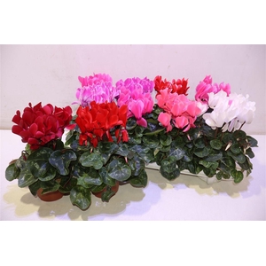 arr8 Cycl Md Sup Macro