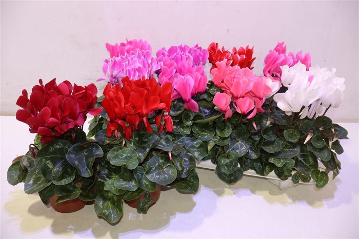 <h4>arr8 Cycl Md Sup Macro</h4>