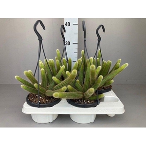 Hildewintera aureispina