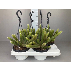 Hildewintera aureispina