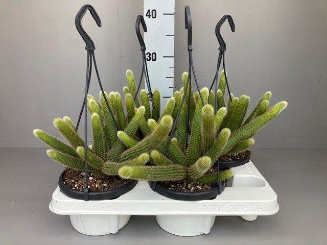 <h4>Hildewintera aureispina</h4>