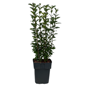 Ligustrum ovalifolium P17