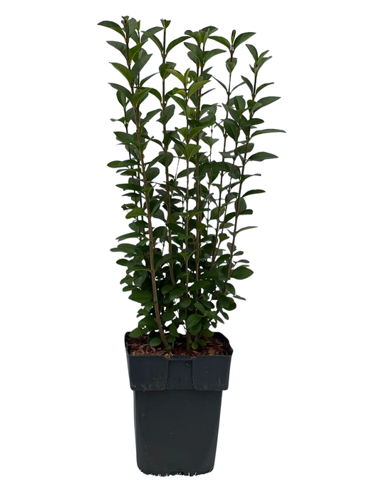 <h4>Ligustrum ovalifolium P17</h4>