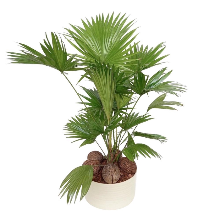 <h4>Livistona in Andorra super2pp Pearl white</h4>