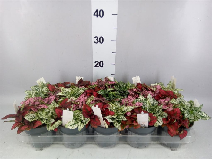 <h4>Hypoestes phyllo.   ...mix</h4>