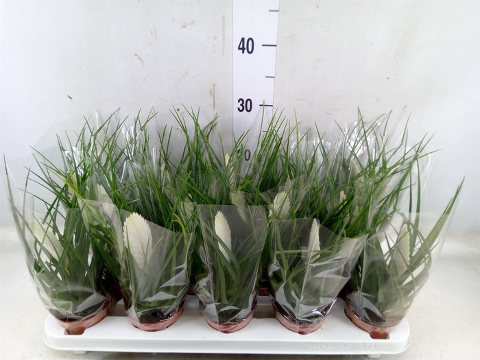 <h4>Tillandsia cyanea 'Biancini'</h4>